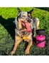 Pets Portable Dog Water Bottle Leak Proof Puppy Water Dispenser Drinking Feeder for Pets Outdoor Walking Hiking Travel Pack of 2 – Keep Your Little Buddy Hydrated, hi-res