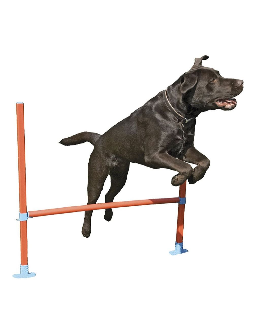 Rosewood 2024 agility flyball