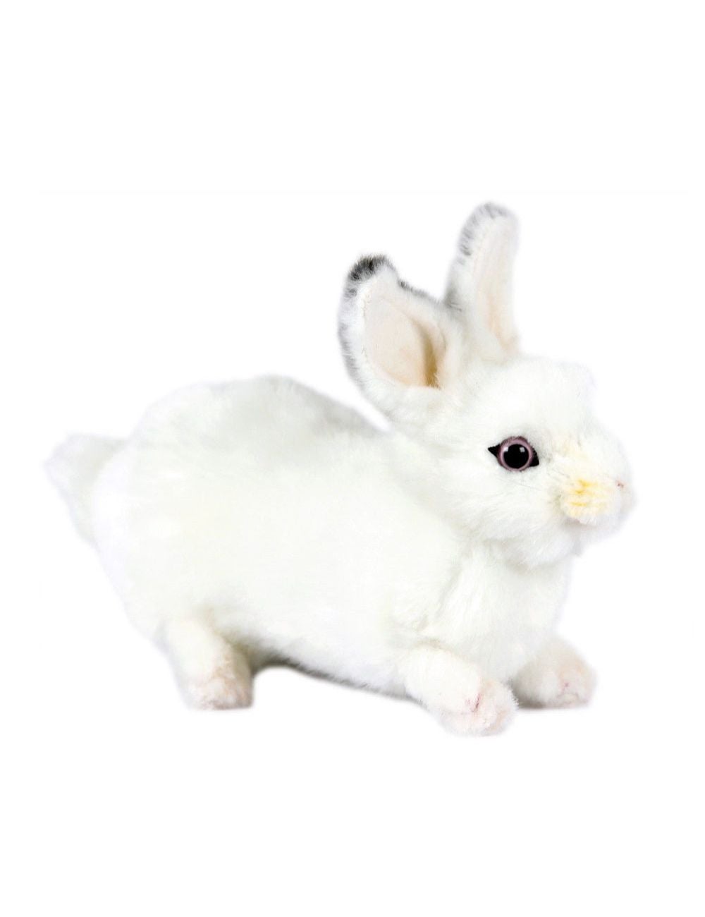 Hansa rabbit sales