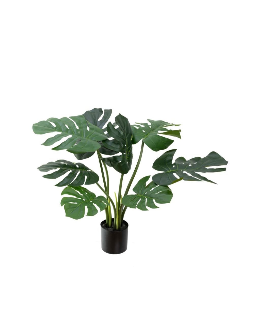 Monstera Deliciosa h60cm