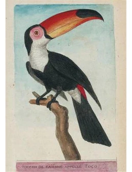 Carnet Blanc Toucan, dessin 18e si