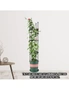 SOGA 2X 133cm 4-Bar Plant Frame Stand Trellis Vegetable Flower Herbs Outdoor Vine Support Garden Rack with Rings, hi-res