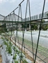 SOGA 150X90cm Plant Frame Tube Trellis Vegetable Flower Herbs Outdoor Vine Support Adjustable Garden Rack, hi-res