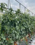 SOGA 150X90cm Plant Frame Tube Trellis Vegetable Flower Herbs Outdoor Vine Support Adjustable Garden Rack, hi-res