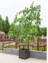 SOGA 160cm Rectangular Inclined Plant Frame Tube Pergola Trellis Vegetable Flower Herbs Outdoor Vine Support Garden Rack, hi-res
