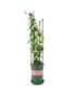 SOGA 73cm 4-Bar Plant Frame Stand Trellis Vegetable Flower Herbs Outdoor Vine Support Garden Rack with Rings, hi-res