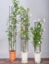 SOGA 73cm 4-Bar Plant Frame Stand Trellis Vegetable Flower Herbs Outdoor Vine Support Garden Rack with Rings, hi-res