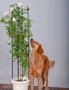 SOGA 2X 73cm 4-Bar Plant Frame Stand Trellis Vegetable Flower Herbs Outdoor Vine Support Garden Rack with Rings, hi-res