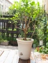 SOGA 20cm White Plastic Plant Pot Self Watering Planter Flower Bonsai Indoor Outdoor Garden Decor Set of 2, hi-res