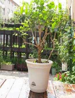 SOGA 20cm White Plastic Plant Pot Self Watering Planter Flower Bonsai Indoor Outdoor Garden Decor Set of 2