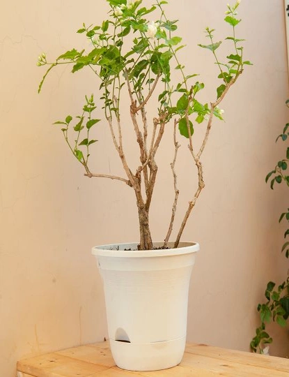 SOGA 20cm White Plastic Plant Pot Self Watering Planter Flower Bonsai Indoor Outdoor Garden Decor Set of 3, hi-res image number null