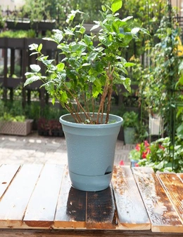 SOGA 20cm Blue Plastic Plant Pot Self Watering Planter Flower Bonsai Indoor Outdoor Garden Decor Set of 3